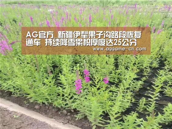 AG官方_新疆伊犁果子沟路段恢复通车 持续降雪累积厚度达25公分(图1) AG娱乐