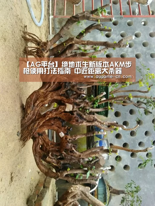 【AG平台】绝地求生新版本AKM步枪使用打法指南 中近距离大杀器(图1) AG平台